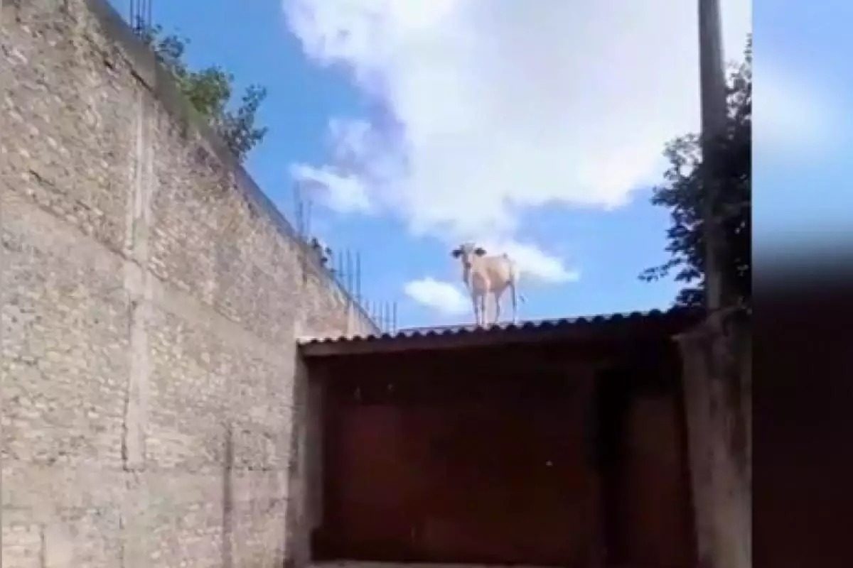 Vaca é encontrada em cima do telhado de casa na região