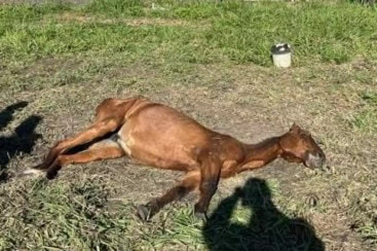 Cavalo maltratado é resgatado e tutor leva multa de R$ 3 mil
