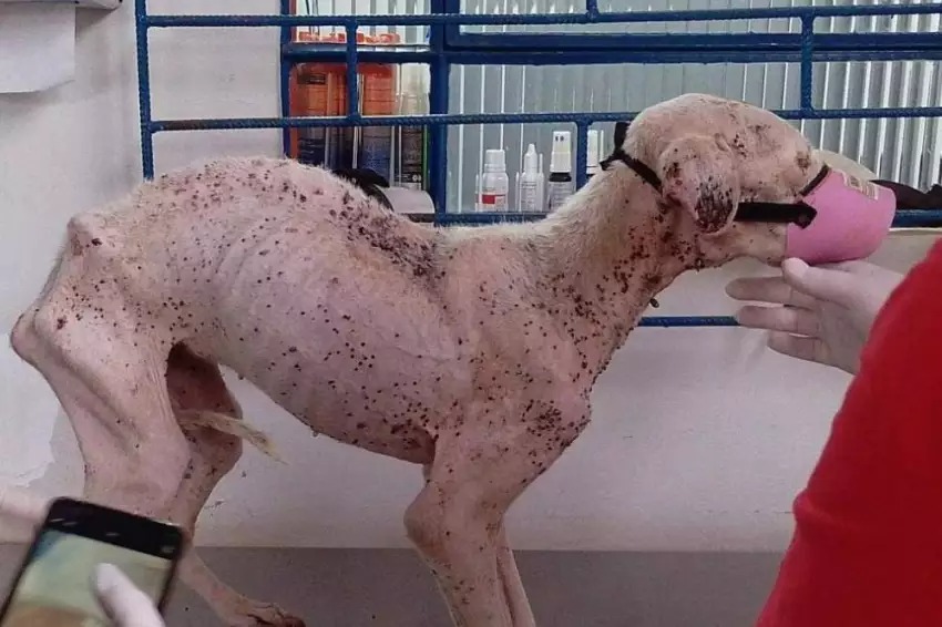 COVARDIA: Pitbull morre após ser resgatada em situação de abandono em Birigui
