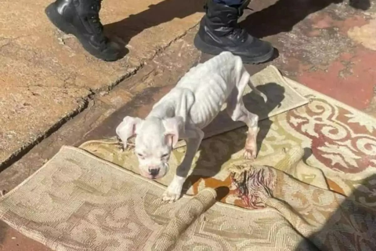 Cão em extrema magreza é resgatado de maus-tratos em Araçatuba