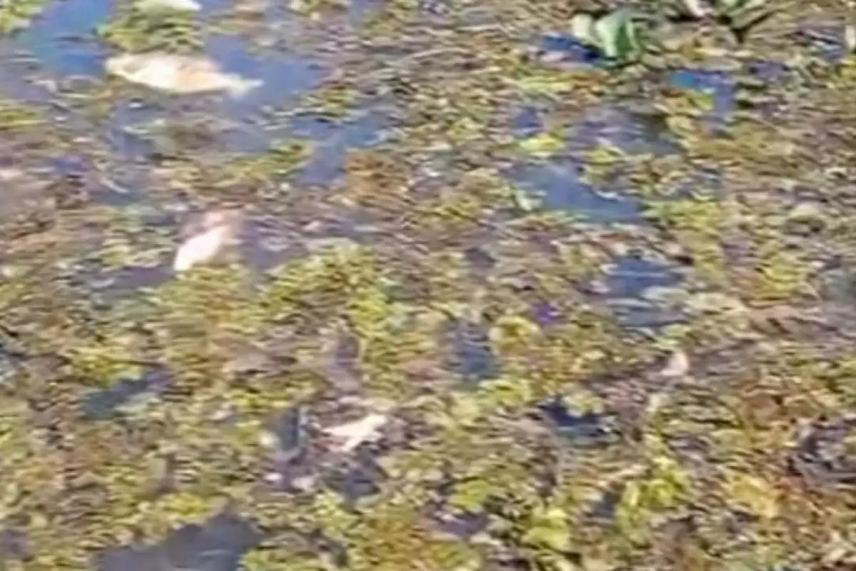 Peixes aparecem mortos em ribeirão de Aracanguá