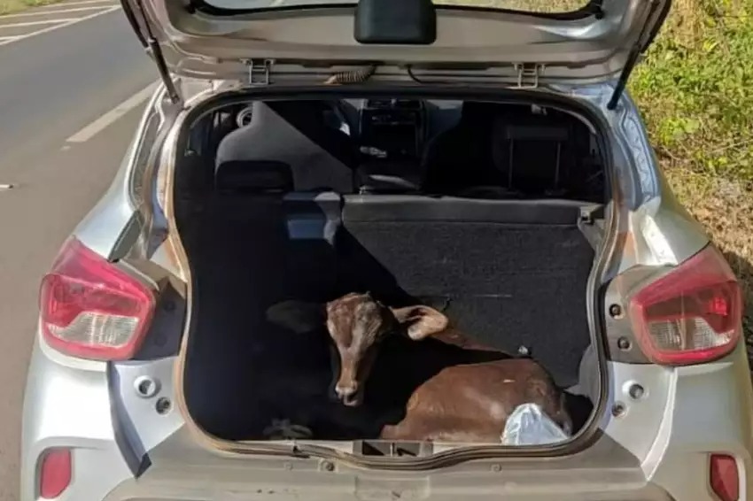 Polícia encontra bezerro em porta-malas e apreende 46 animais em Turiúba