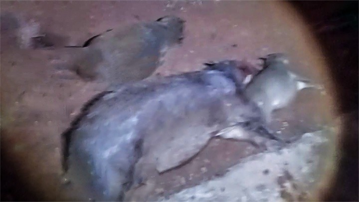 Capivaras morrem atropeladas e motorista foge após acidente