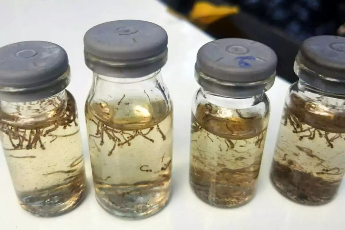 Araçatuba registra alto índice do Aedes e acende sinal de alerta