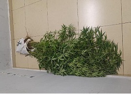 Traficante é preso com pés de maconha e drogas em Araçatuba