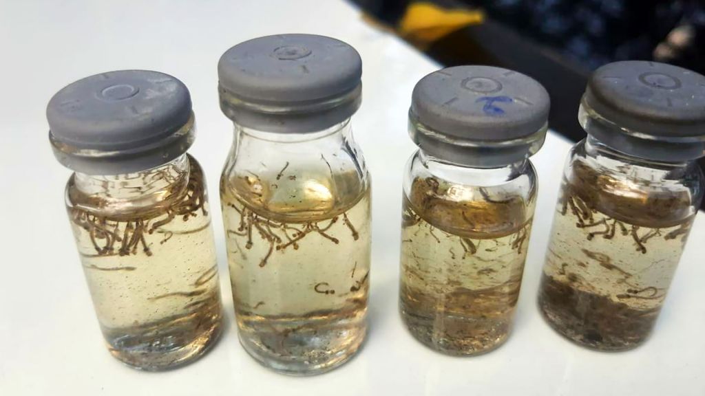 Dengue em alerta: infestação dispara e Prefeitura age em Araçatuba