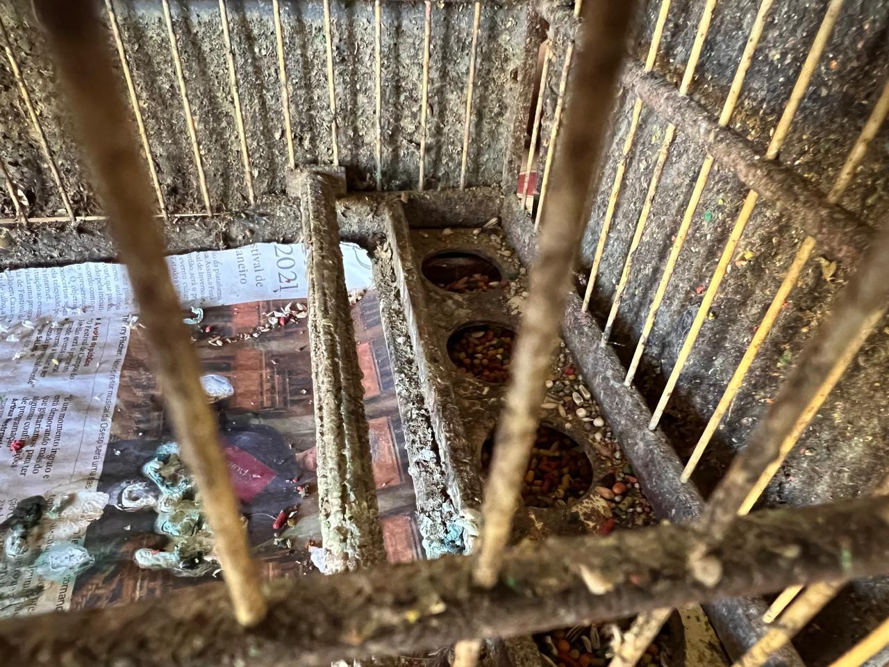 Multa de R$ 15 mil: PM Ambiental flagra maus-tratos a aves