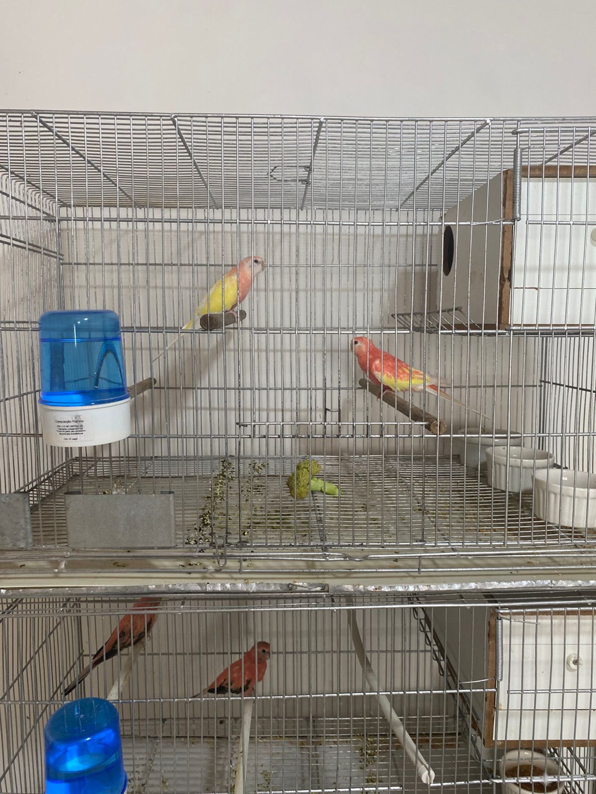 PM Ambiental multa criador por aves exóticas irregulares em Birigui