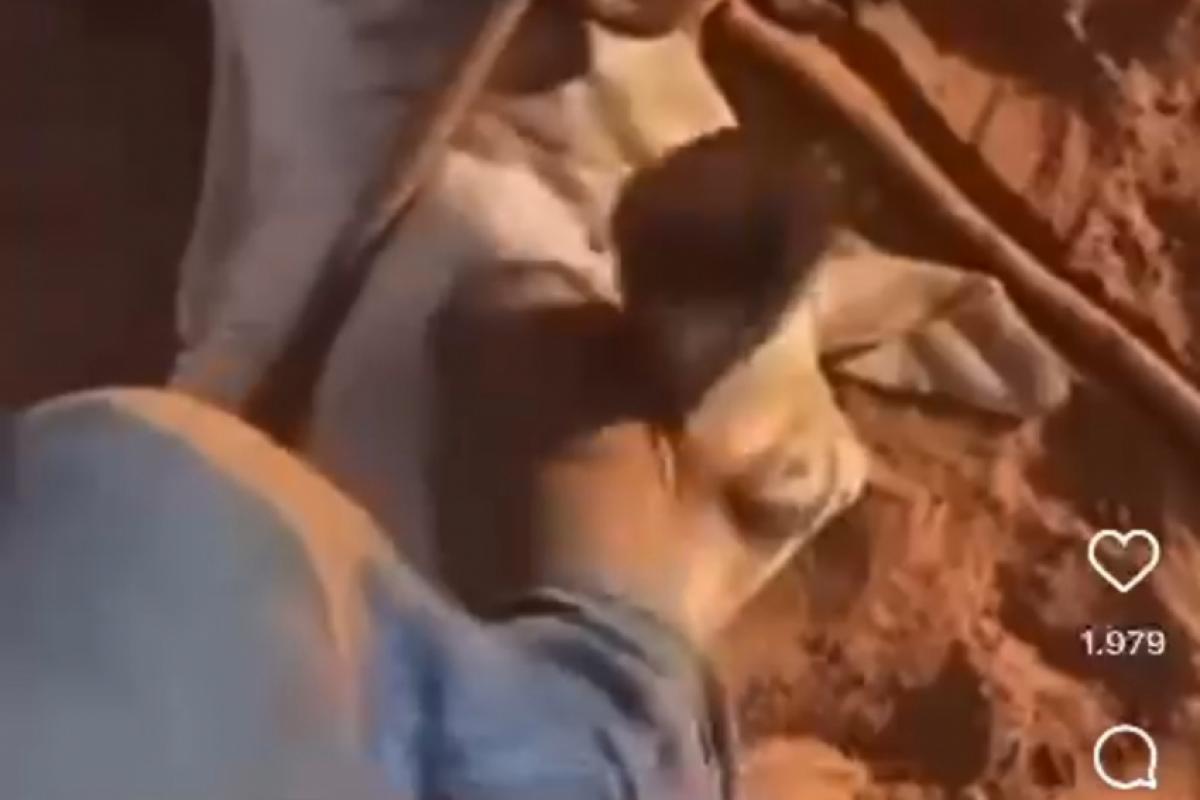 Diretor de Guzolândia pede exoneração após vídeo com bezerro