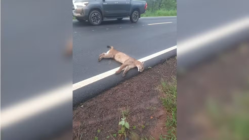 REGIÃO: Onça-parda é atropelada e resgatada em estrada rural