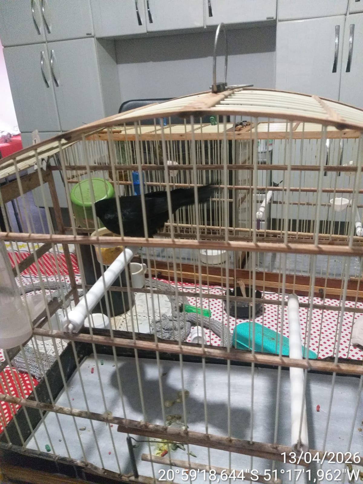 REGIÃO: Homem é multado por manter aves silvestres em cativeiro