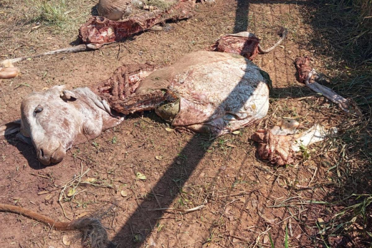 Cinco bois são furtados e abatidos dentro de propriedade rural em Birigui