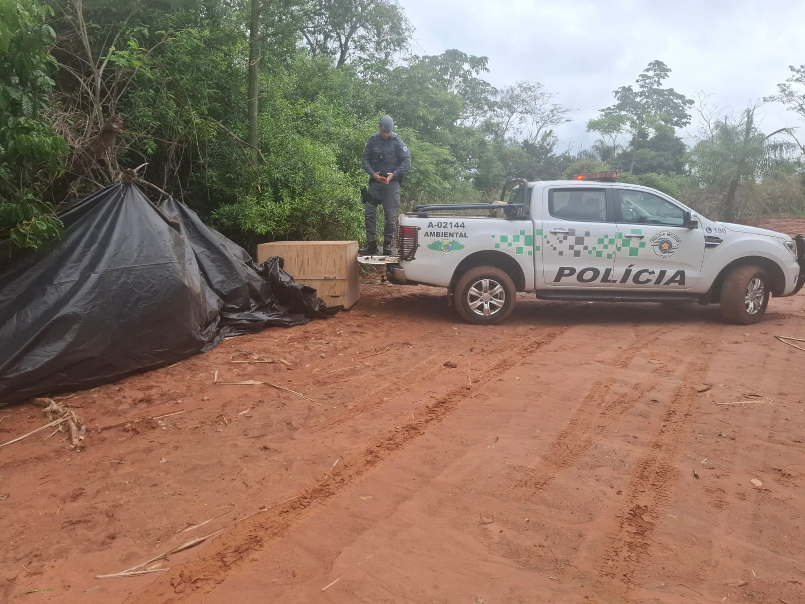Onça-parda resgatada em Birigui é solta em mata ciliar de Piacatu